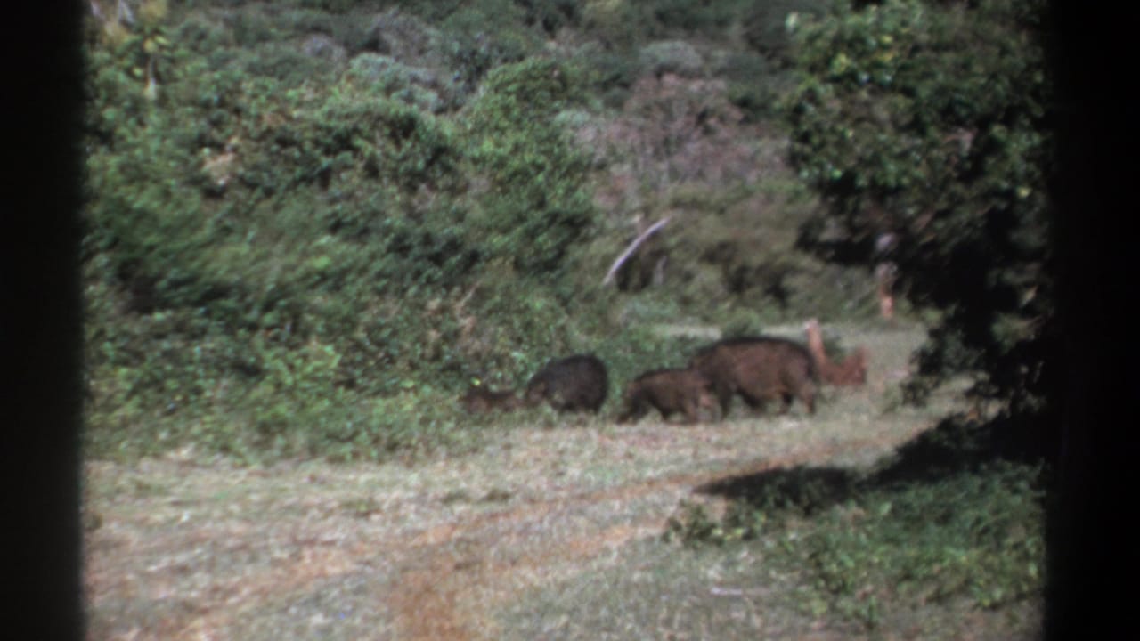 1969 Kenya 8mm frame showing boar-like wildlife foraging beside dense green woodland, with dark film edges visible.
