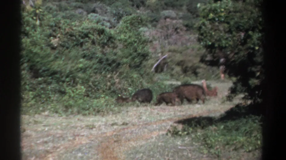 1969 Kenya 8mm frame showing boar-like wildlife foraging beside dense green woodland, with dark film edges visible.