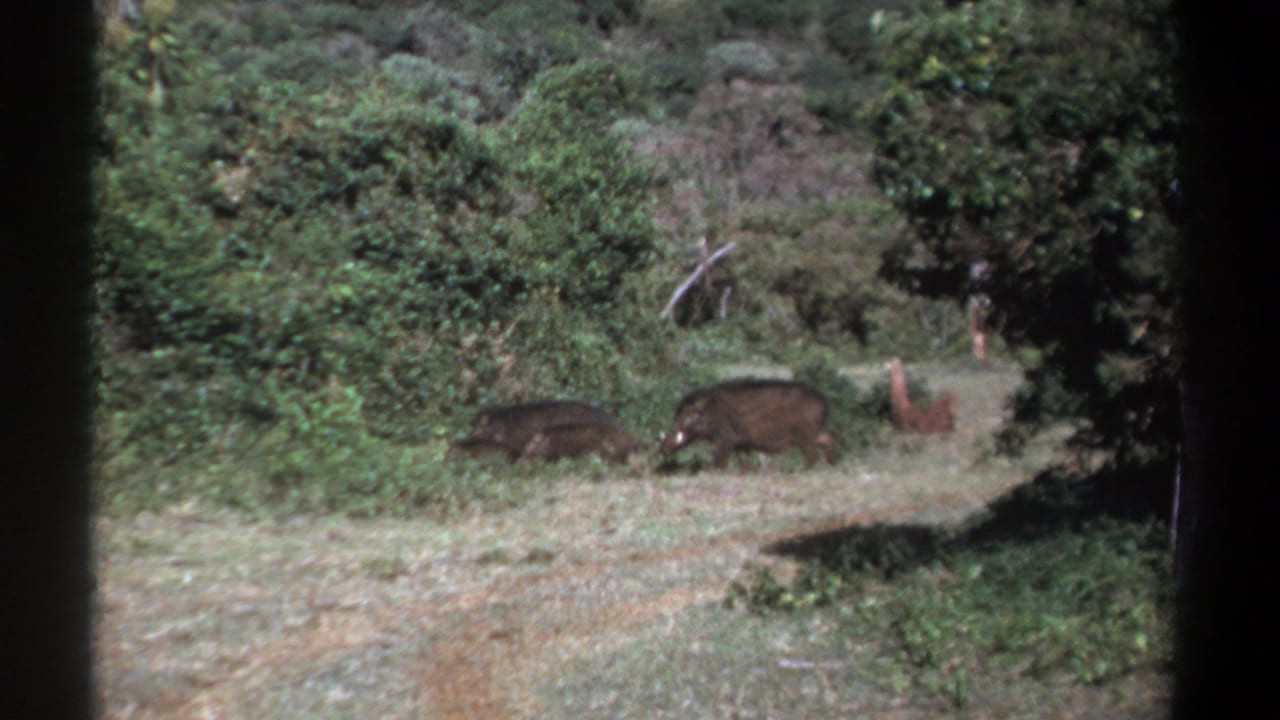 Two larger boar-like animals and a smaller animal forage beside thick vegetation.