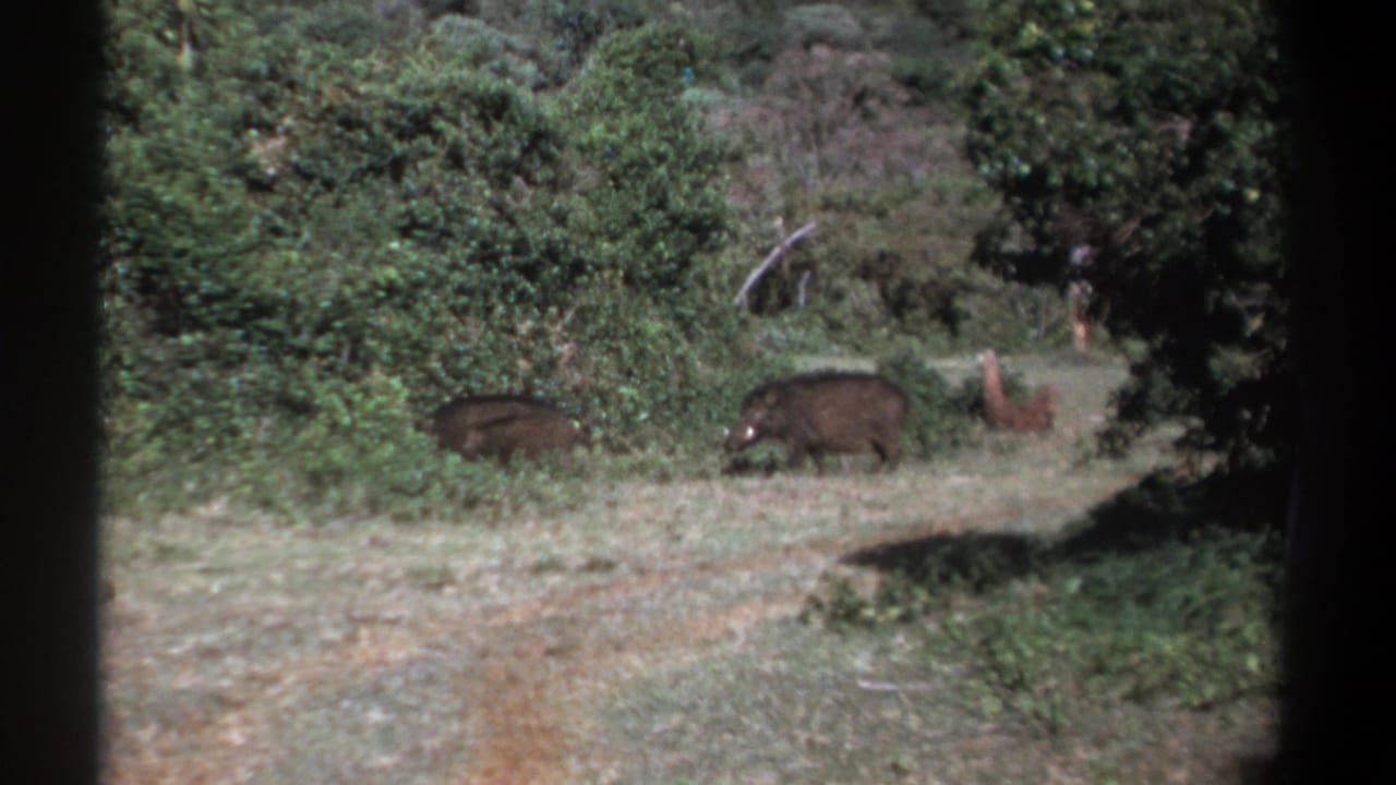 1969 Kenya 8mm wildlife frame showing two boar-like animals low in the grass near a shaded woodland margin.