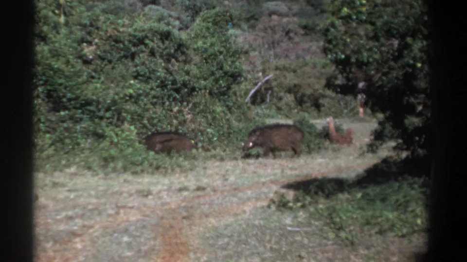 1969 Kenya 8mm wildlife frame showing two boar-like animals low in the grass near a shaded woodland margin.