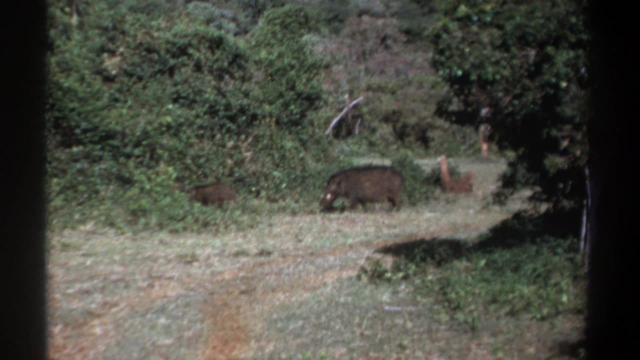 1969 Kenya home-movie still with a larger boar-like animal and smaller juvenile beside dense vegetation and visible film vignetting.
