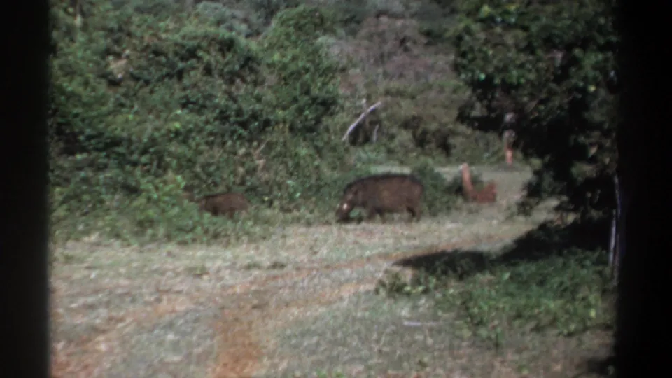 1969 Kenya home-movie still with a larger boar-like animal and smaller juvenile beside dense vegetation and visible film vignetting.