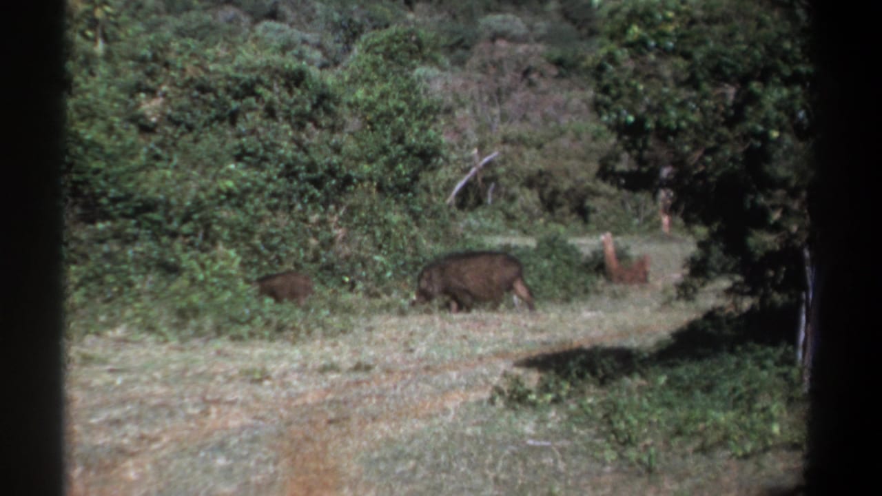 1969 Kenya 8mm frame showing a larger warthog and a smaller animal crossing a grassy clearing near thick vegetation.