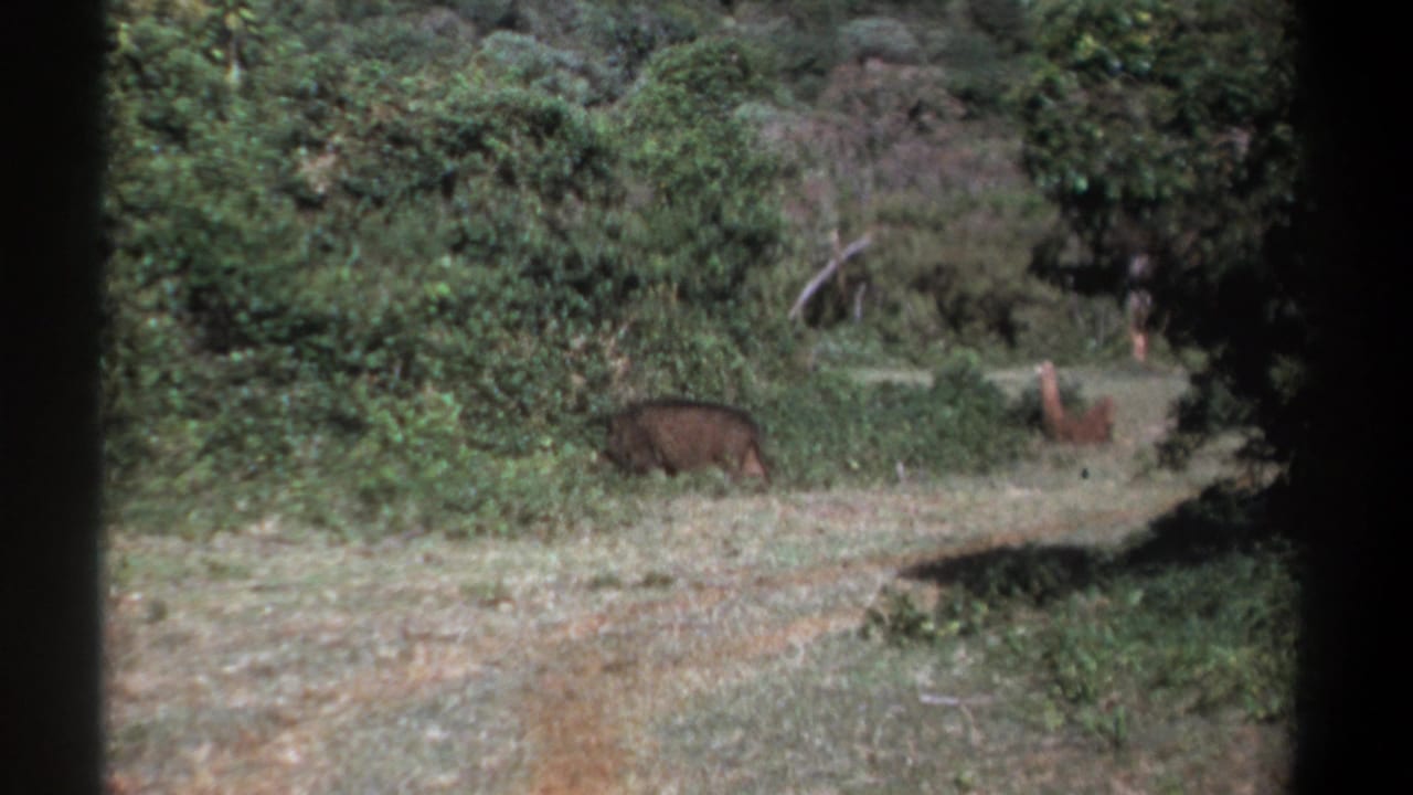 A warthog walks rightward near brush while a smaller animal remains farther back.