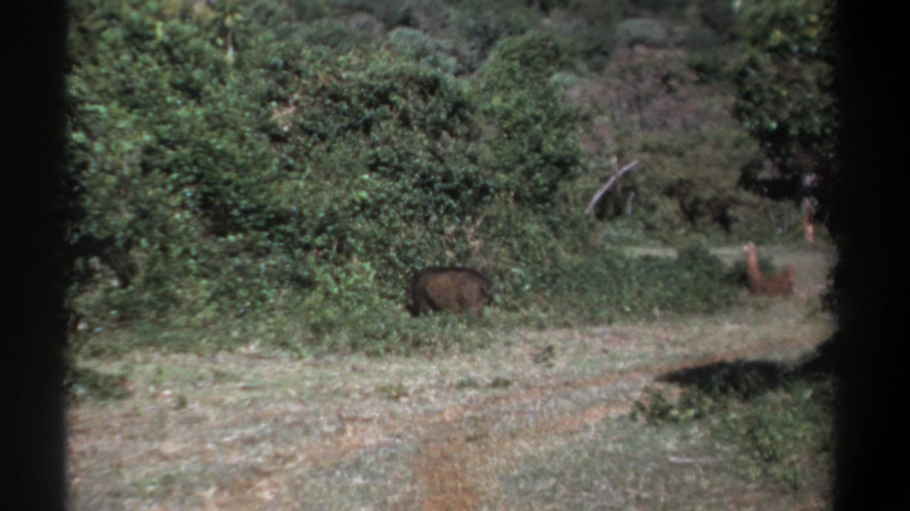 1969 Kenya 8mm frame showing a warthog lower in the frame as it approaches thick brush, with a smaller animal still visible beyond.