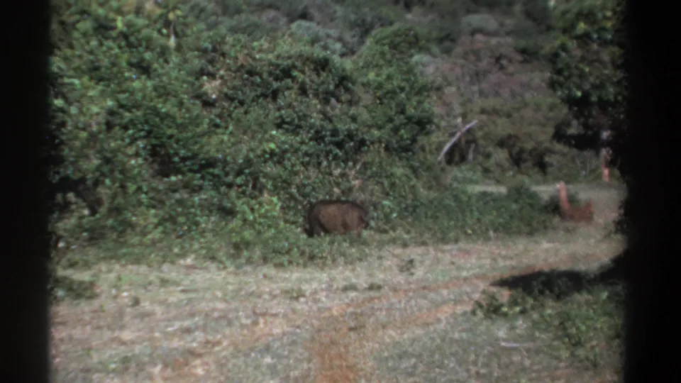 1969 Kenya 8mm frame showing a warthog lower in the frame as it approaches thick brush, with a smaller animal still visible beyond.