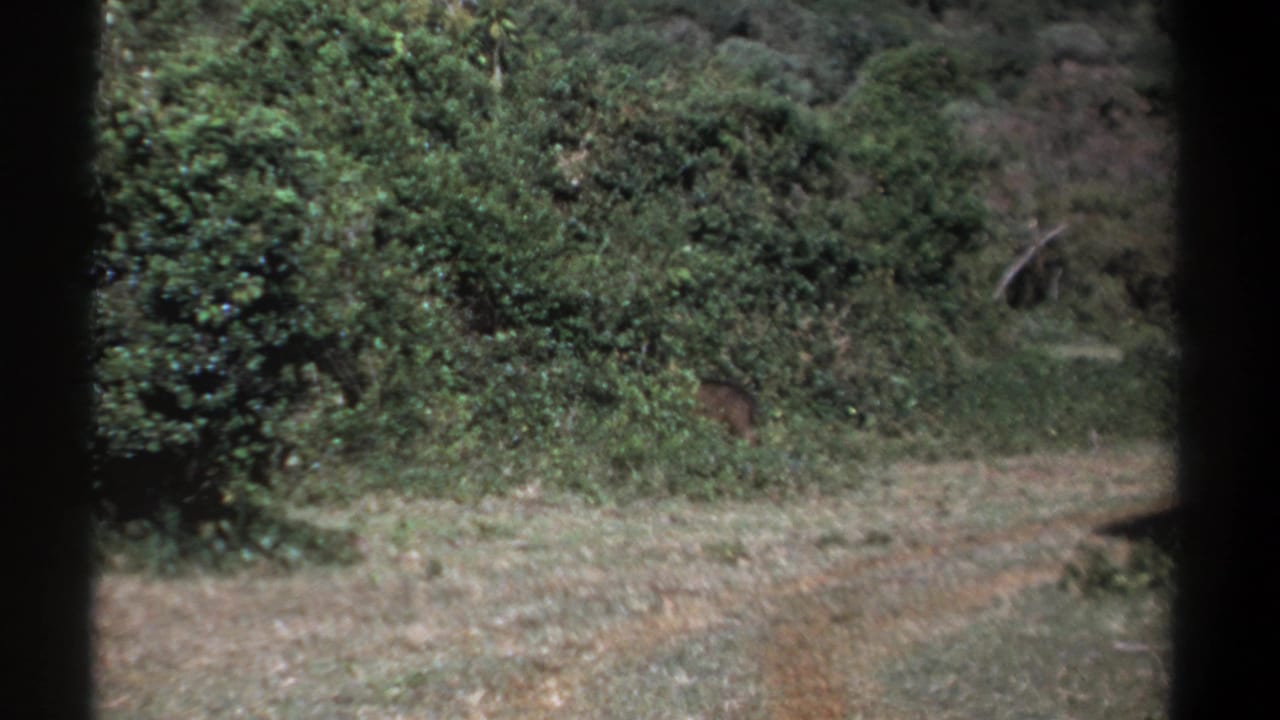 1969 Kenya 8mm frame with the warthog mostly disappearing into dense vegetation along the clearing's edge.