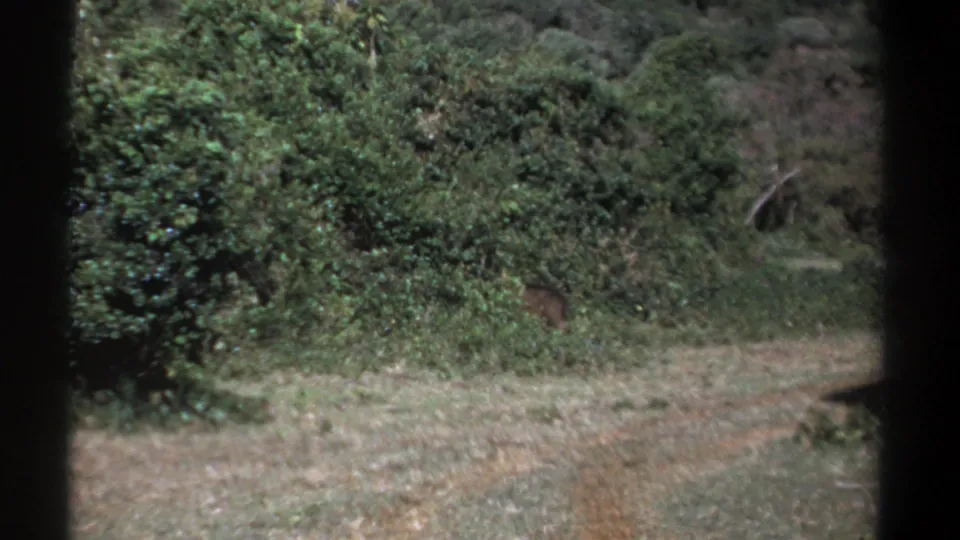 1969 Kenya 8mm frame with the warthog mostly disappearing into dense vegetation along the clearing's edge.