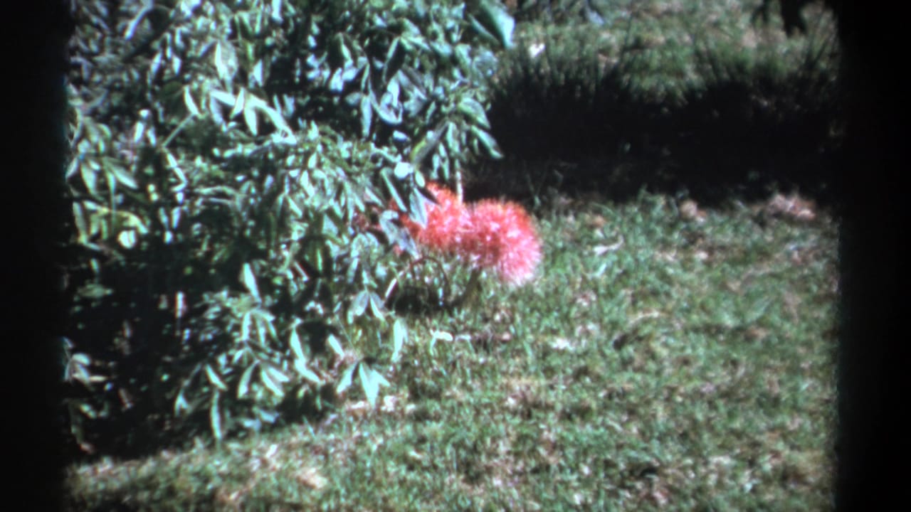 1969 Kenya 8mm frame showing a vivid pink garden bloom against green foliage and grass.