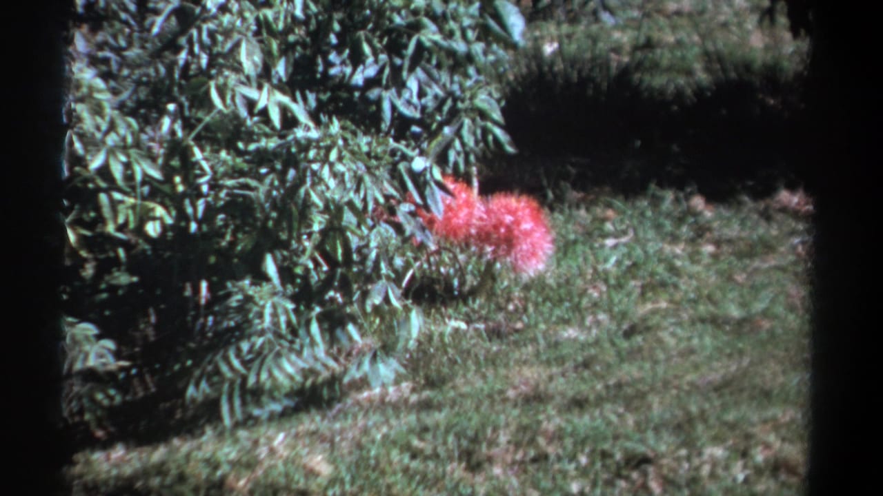 Pink flower in a grassy garden area with dense green leaves at left.