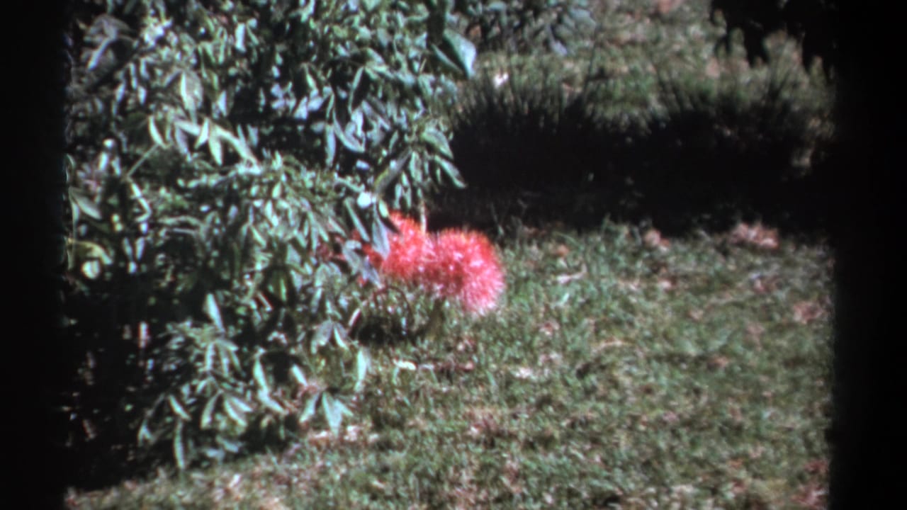 Vintage 8mm Kenya frame showing a pink garden flower against layered greenery and shaded grass.