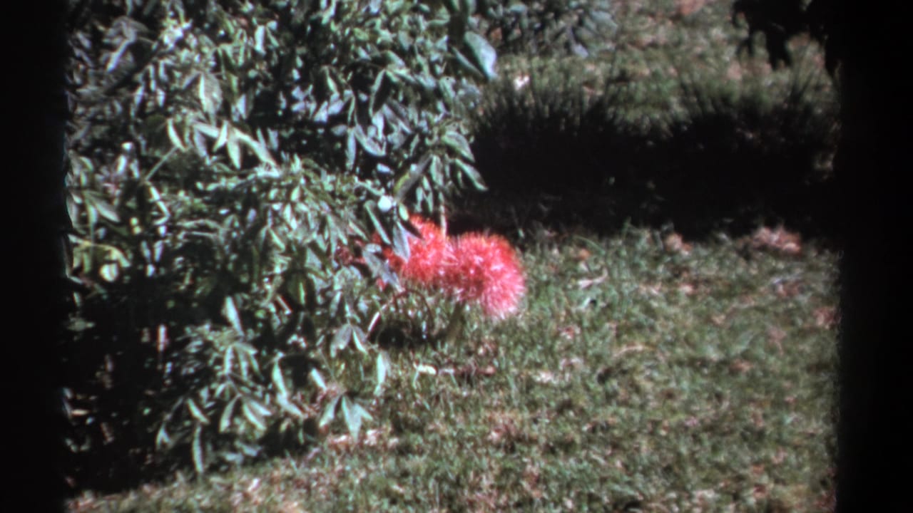 1969 Kenya 8mm still of a vivid pink flower near shrubs, grass, and dark garden shade.