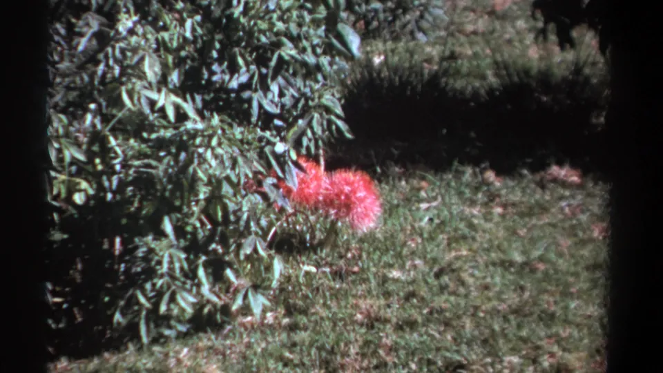 1969 Kenya 8mm still of a vivid pink flower near shrubs, grass, and dark garden shade.