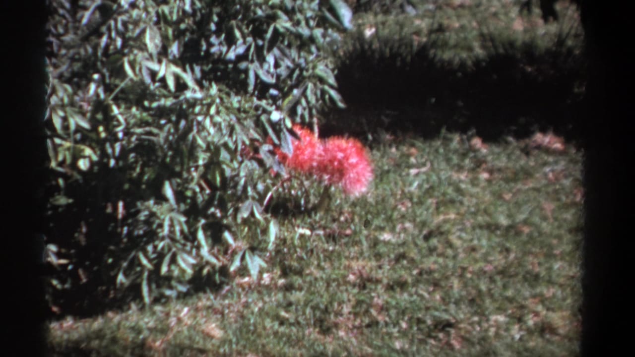 1969 Kenya 8mm frame showing a bright pink flower near green brush and grass in sunlit outdoor vegetation.