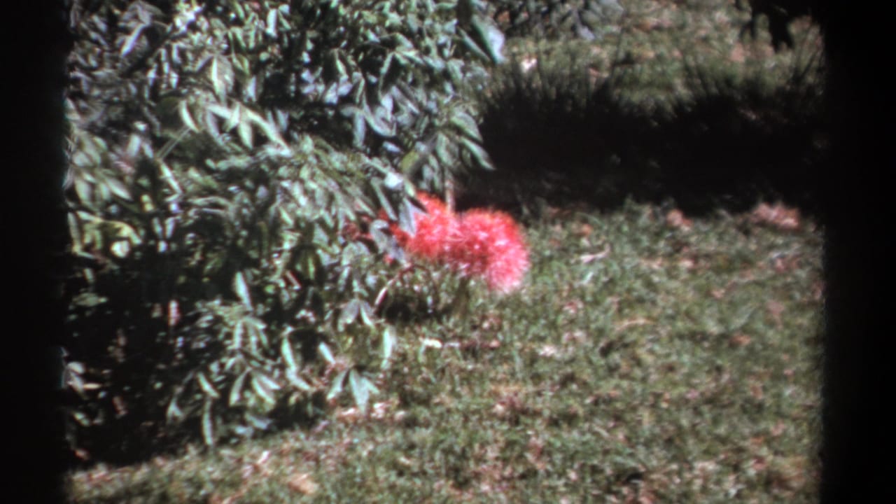 Pink flower and surrounding green brush seen from a similar angle.