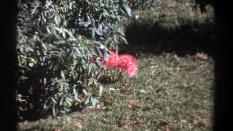 Vintage 8mm view of a pink flower in grassy brush, with leafy vegetation filling the left side of the frame.