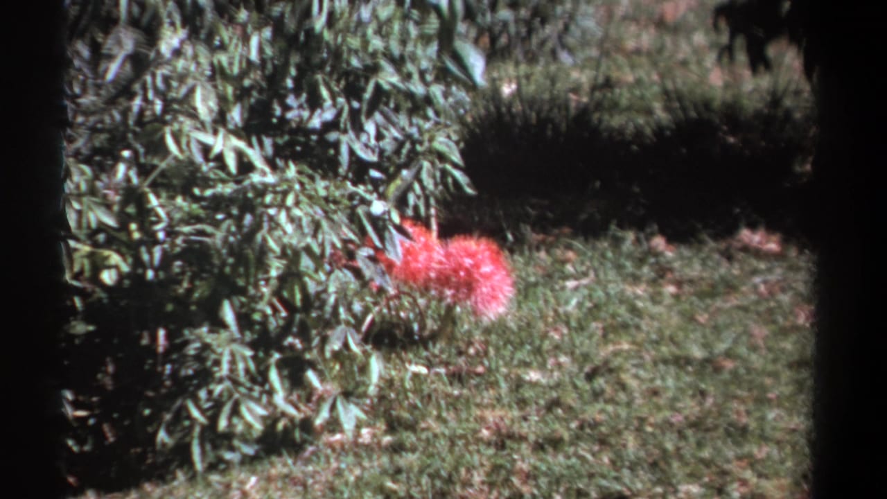 1969 Kenya home-movie frame with a vivid pink flower low in the grass beside dense leafy branches.