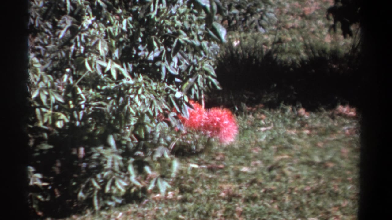 Soft 8mm frame showing the same pink flower among grass and brush, with dark shadowed foliage behind it.