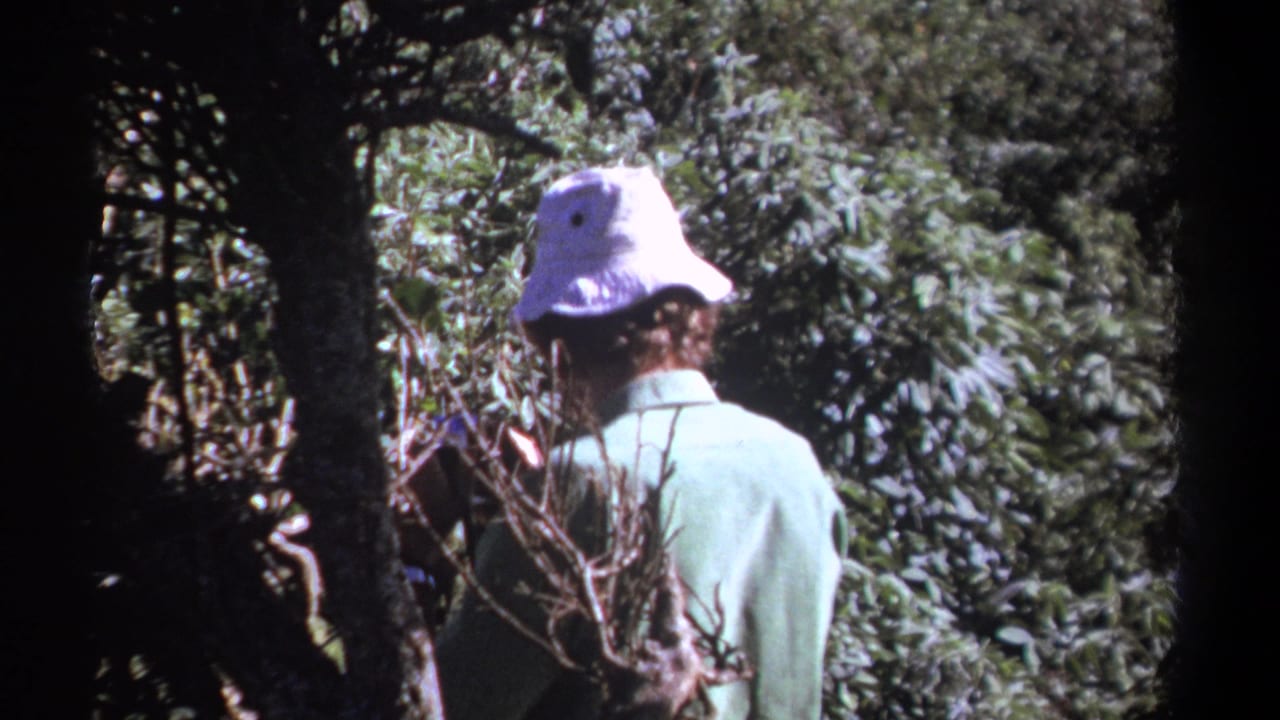 Person in a white bucket hat faces dense greenery while standing near tree trunks.