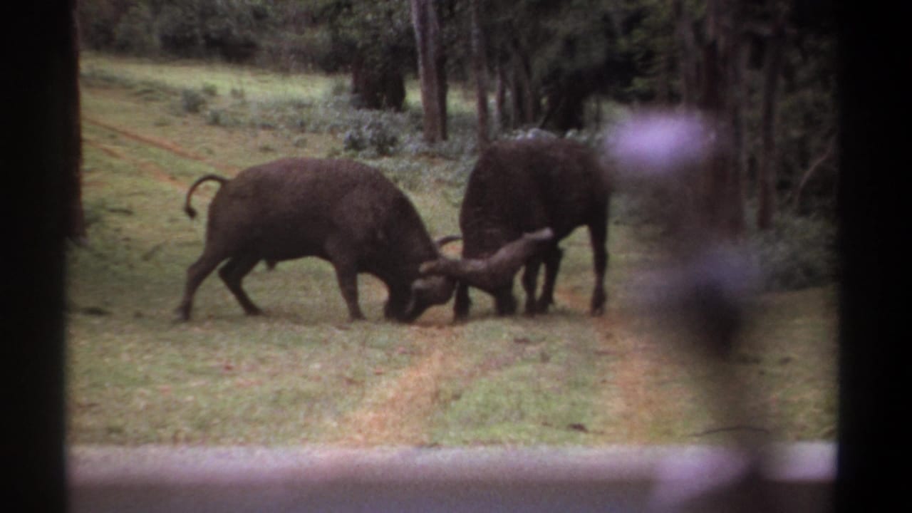 In 1969 Kenya 8mm footage, two buffalo face each other with horns locked in a grassy clearing bordered by trees and brush.