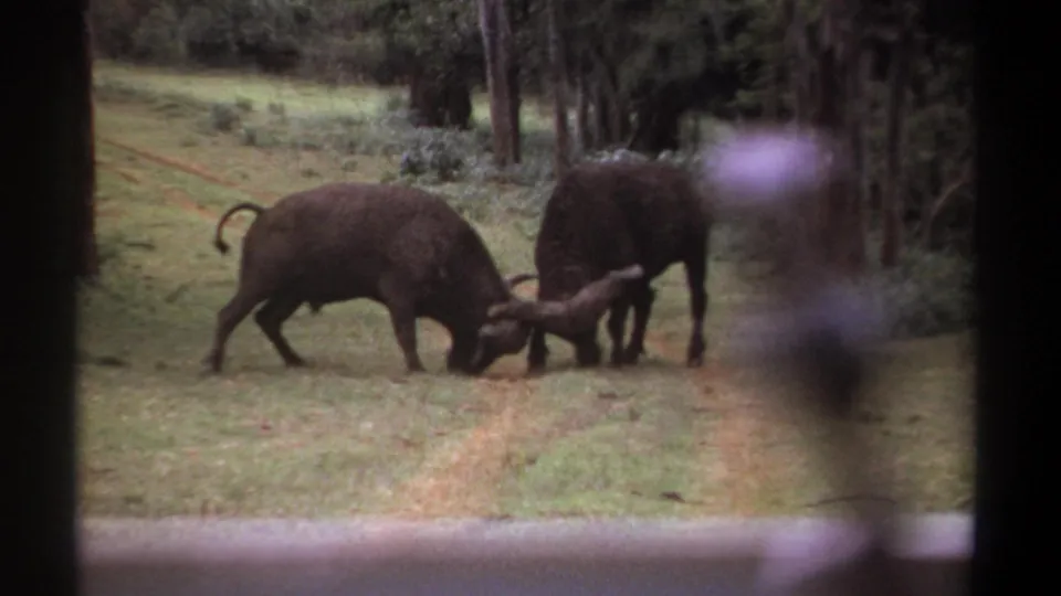 In 1969 Kenya 8mm footage, two buffalo face each other with horns locked in a grassy clearing bordered by trees and brush.
