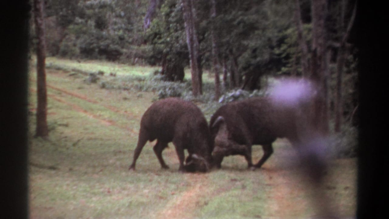 The two buffalo continue pushing head-to-head in the grassy Kenyan clearing, with trees and a faint track visible behind them.