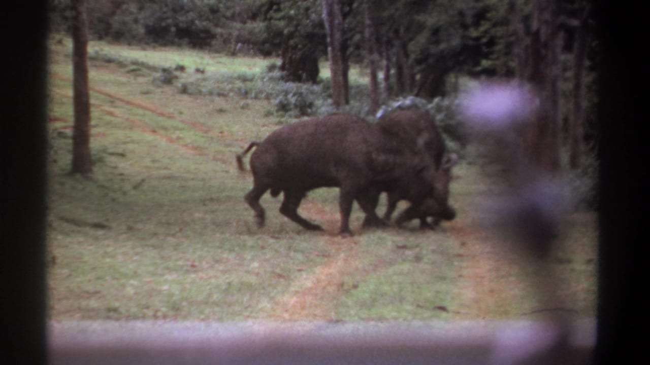 Buffalo press together while moving across the clearing.