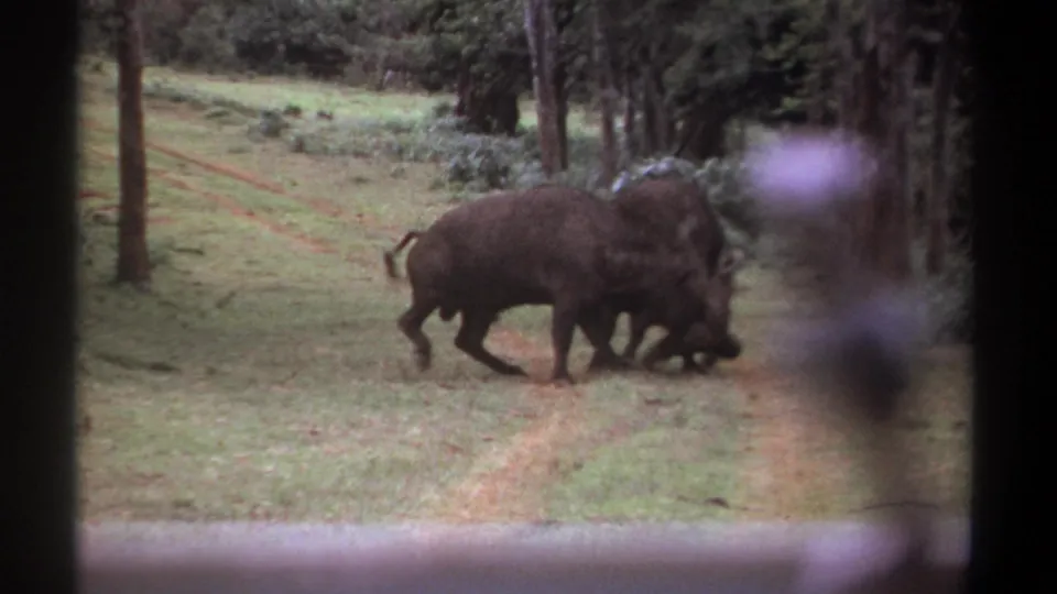 Two buffalo remain pressed together in the wooded grassland, their bodies overlapping as the fight shifts slightly across the frame.