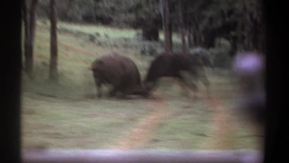 The final 1969 Kenya frame shows the buffalo in rapid motion, blurred as one animal pulls or lunges away across the grassy clearing.