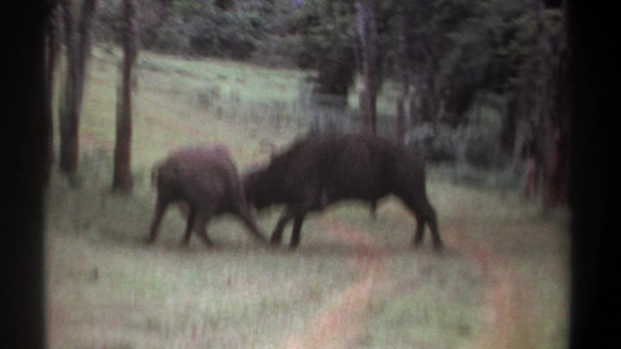 Two dark horned animals lock horns in a grassy clearing among trees.
