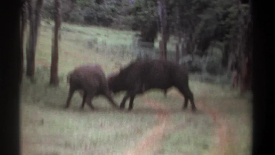 In 1969 Kenya home-movie footage, two large dark horned animals appear to clash in a grassy wooded clearing, with soft 8mm focus and visible frame edges.