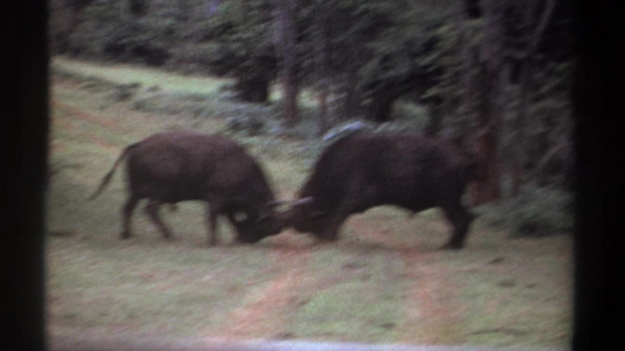 Two horned animals push head to head on grass near a line of trees.