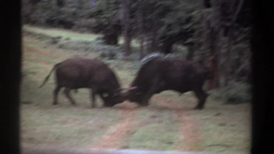 Two large horned animals are seen head to head in a Kenya wooded field, their bodies angled as they push against each other in grainy 8mm footage.