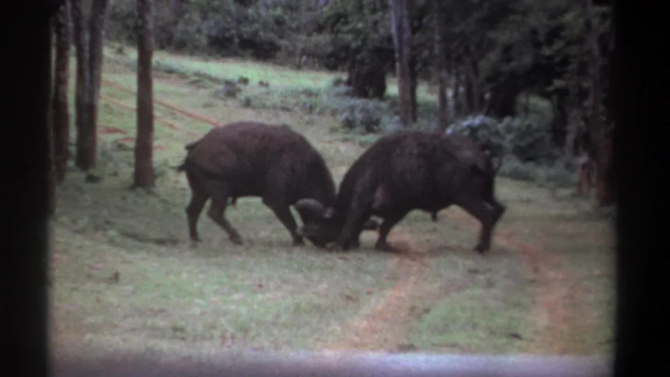 The 1969 Kenya footage shows two dark horned animals locked together in a grassy forest opening, framed by trees and the soft color of 8mm film.