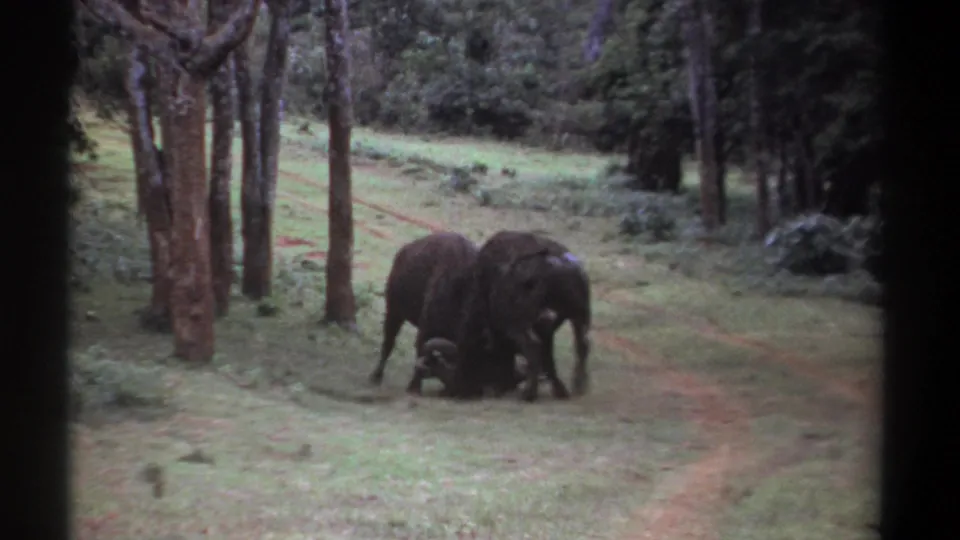A wider 8mm frame from Kenya shows two large horned animals still locked together on the grass, with tall tree trunks and a wooded slope behind them.