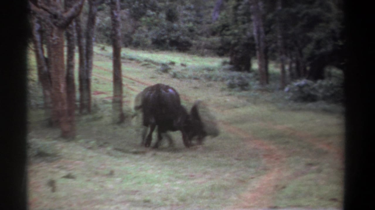 1969 Kenya 8mm frame showing two buffalo confronting each other in a tree-dotted grassy area.