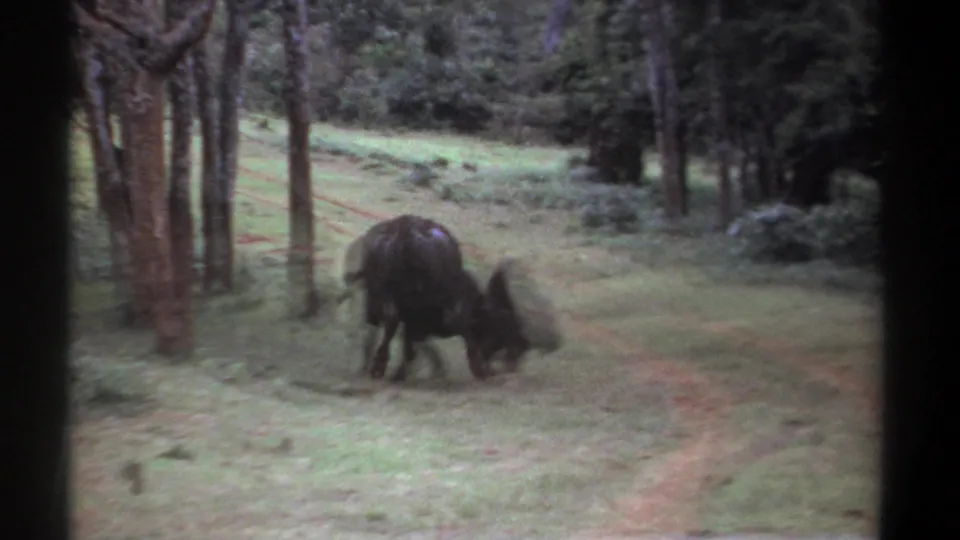 1969 Kenya 8mm frame showing two buffalo confronting each other in a tree-dotted grassy area.