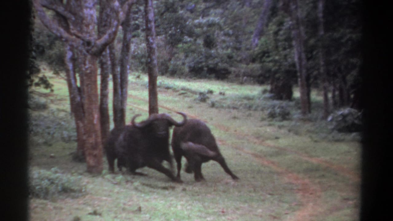 1969 Kenya 8mm frame of two buffalo locking horns beside trees in a green clearing.
