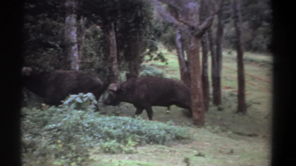 1969 Kenya 8mm frame showing two buffalo partly hidden by brush in a wooded clearing.