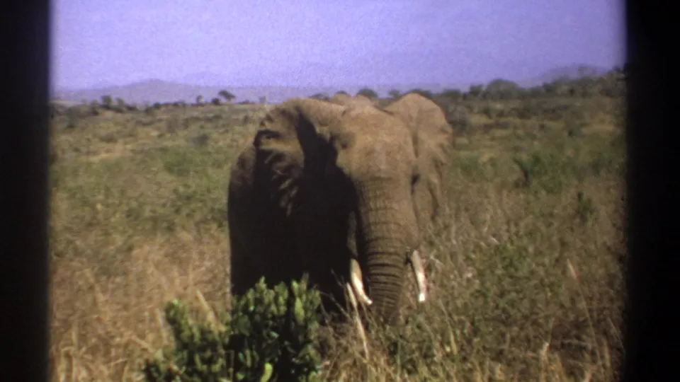 1969 Kenya safari frame of a tusked elephant in a grassy savanna landscape, filmed from inside or near a vehicle.