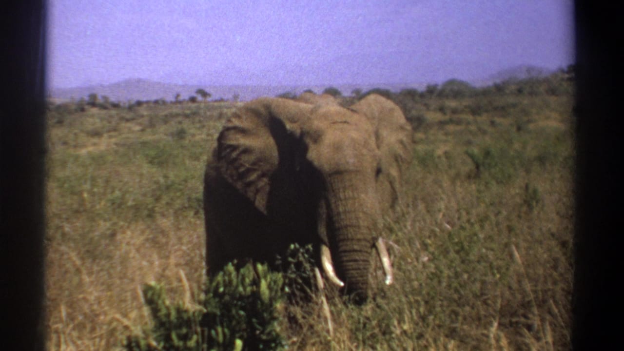 1969 Kenya 8mm frame showing a tusked elephant grazing in tall savanna grass under a pale blue sky.