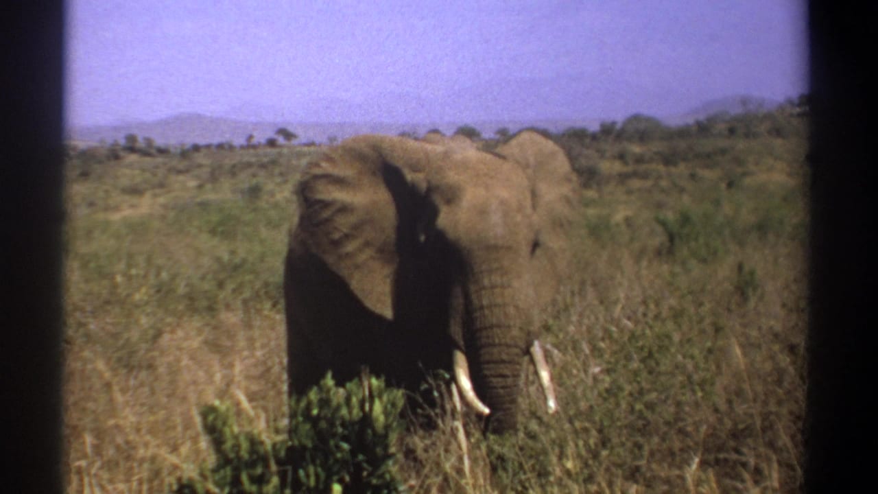 1969 Kenya home-movie frame of a tusked elephant facing forward in sunlit savanna grass.