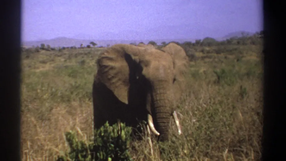 1969 Kenya home-movie frame of a tusked elephant facing forward in sunlit savanna grass.