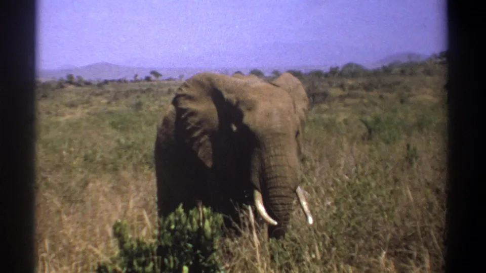 1969 Kenya 8mm frame showing the elephant closer in the grass, with a dark film edge at left.