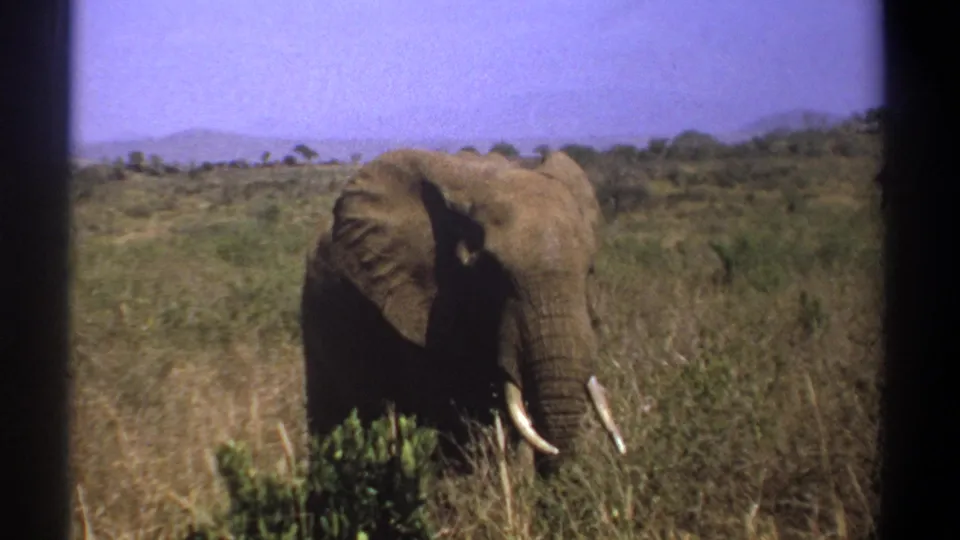 1969 Kenya home-movie frame of a tusked elephant among savanna grass with distant hills beyond.