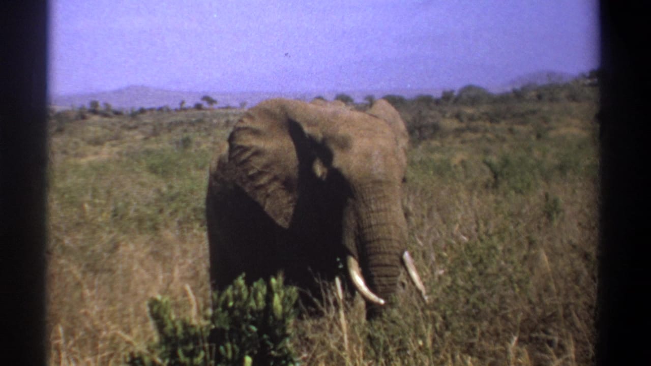 1969 Kenya 8mm frame showing a tusked elephant in savanna grass, partly framed by dark vertical vehicle-window edges.