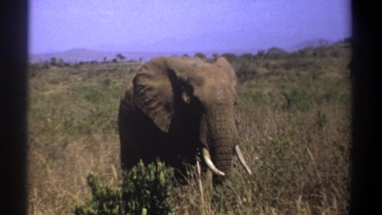 Elephant facing the camera while feeding near shrubs in open grassland.