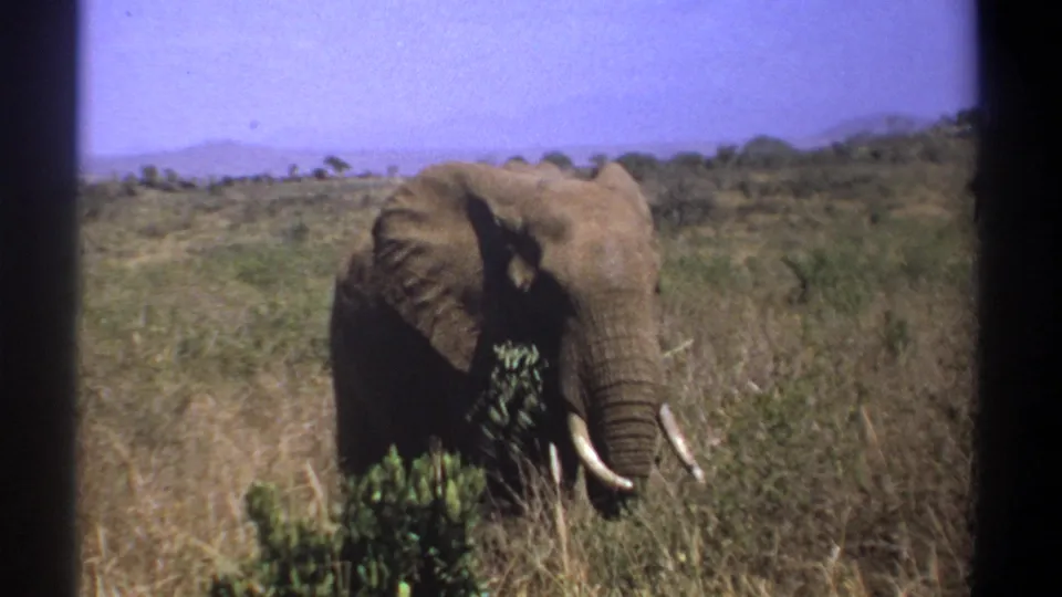 Soft 8mm Kenya frame showing a tusked elephant browsing behind foreground shrubs in a savanna setting.