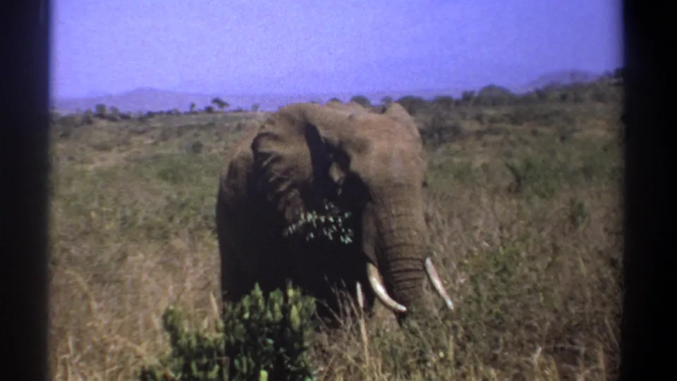 1969 Kenya 8mm frame of a tusked elephant browsing beside green bushes in open savanna with low hills beyond.